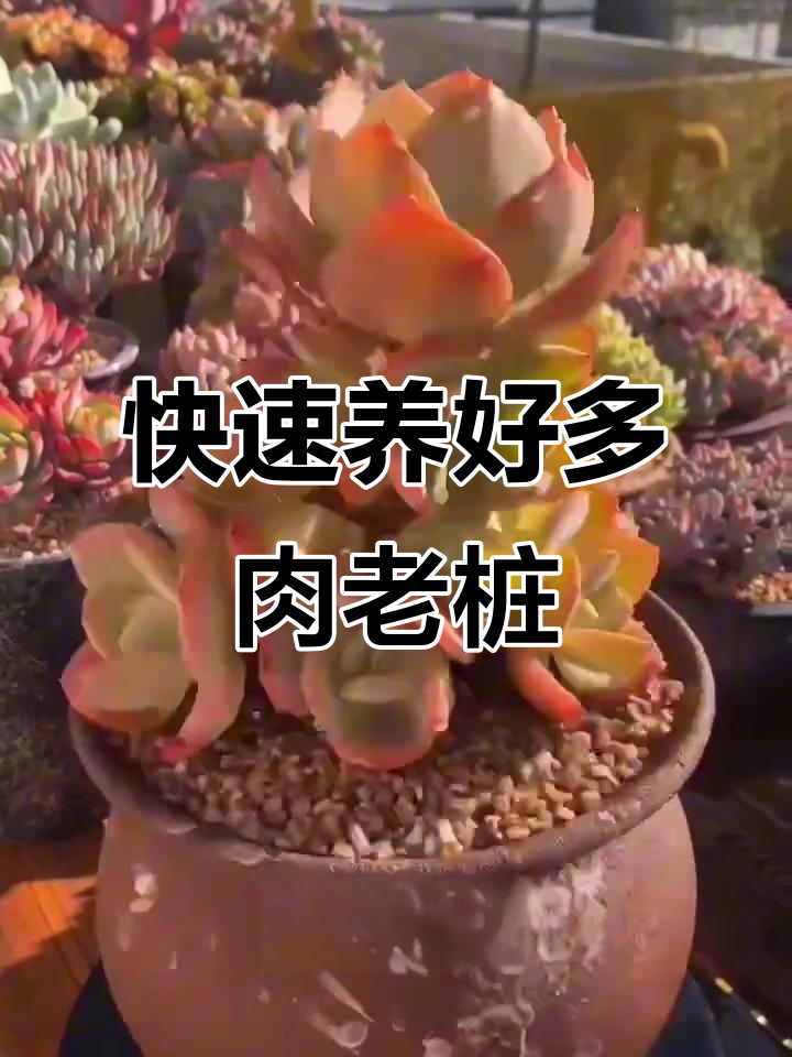 多肉植物养成老桩的三大技巧,轻松加速生长