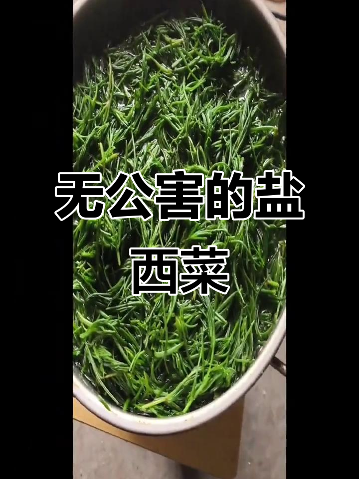盐西菜:天然无公害的美味,绿色健康又美味!