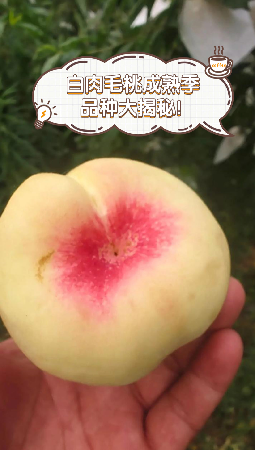 白肉毛桃成熟季,品种大揭秘!