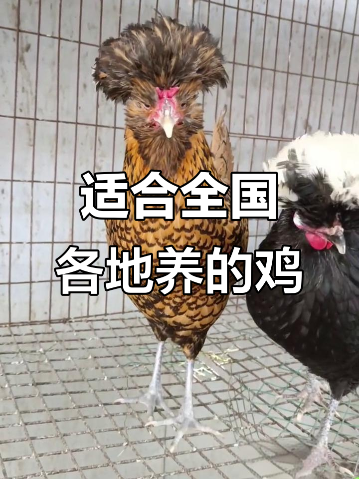 红波兰帽子鸡:全国适宜养殖,农村创业新选择