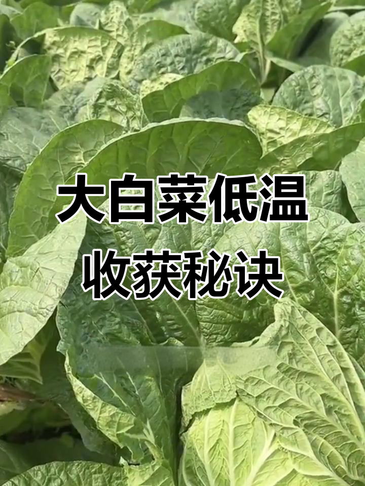 白菜耐寒性揭秘:零下二度收获最佳,冻伤影响产量