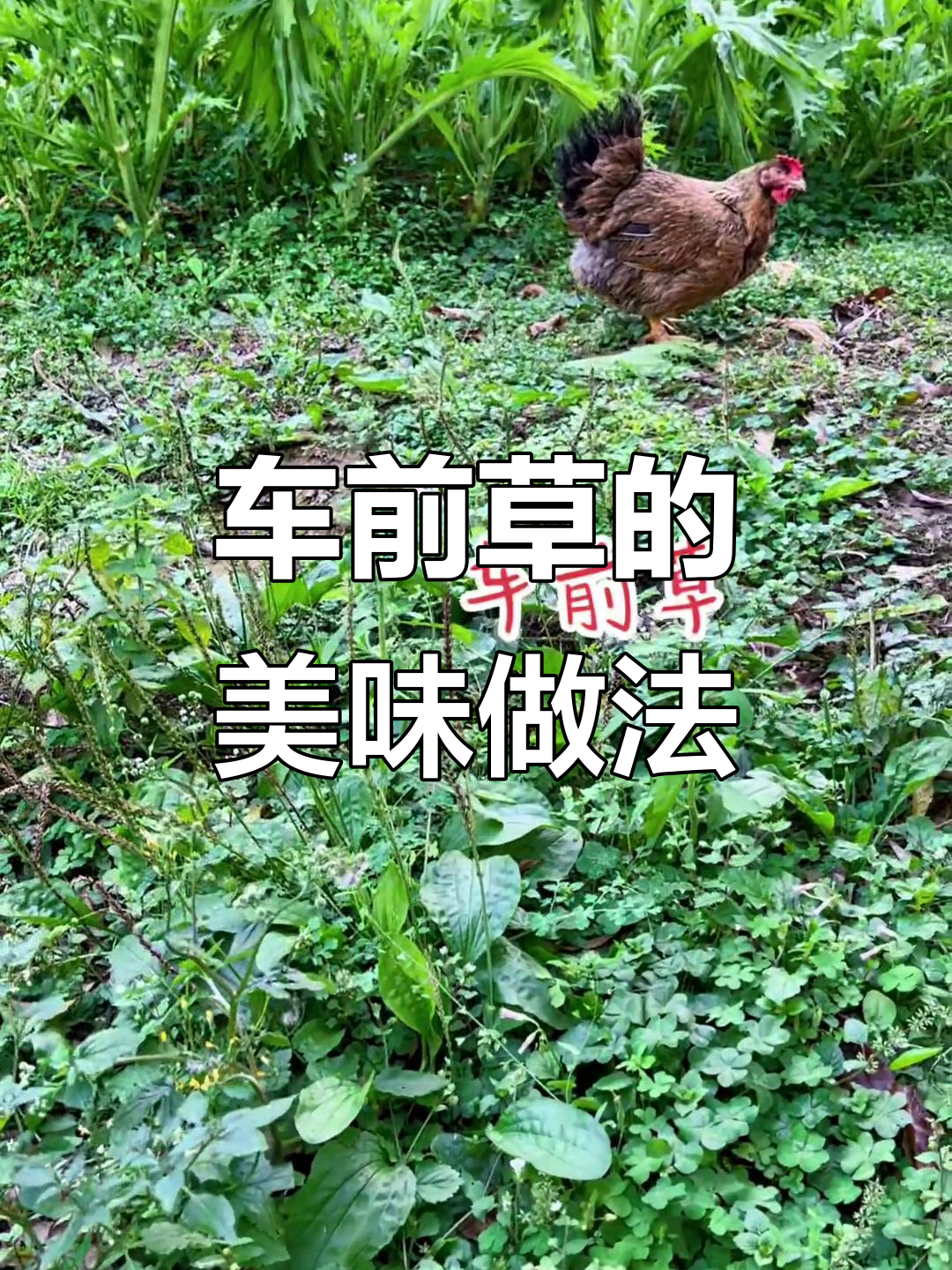 南方常见车前草,竟能做出这种美食?你家乡有吗?