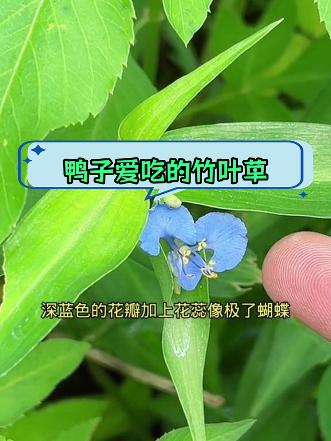鸭跖草的多种用途与历史