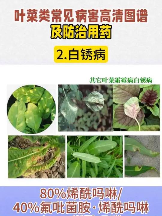 叶菜类常见病害高清图谱及防治用药