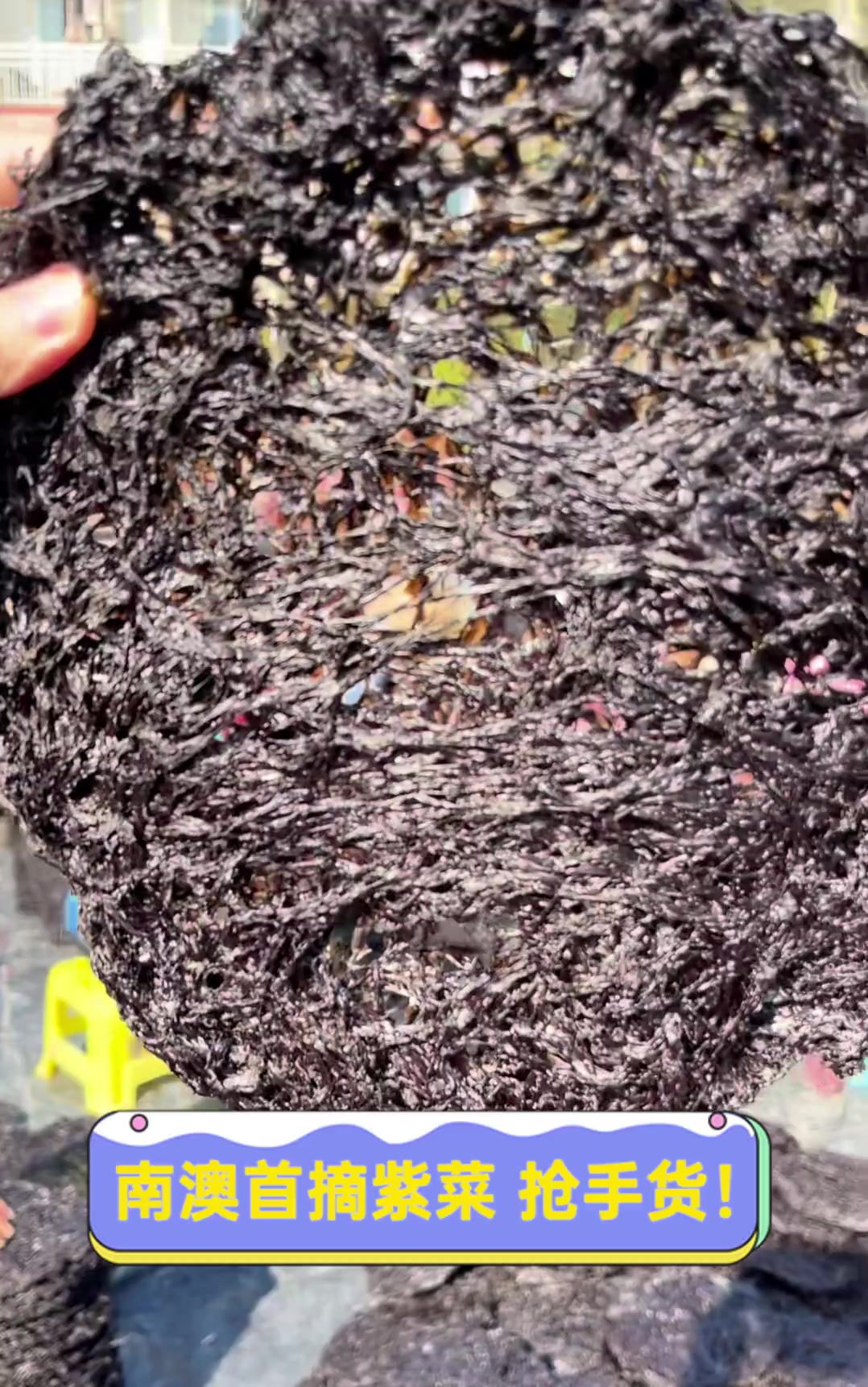 南澳首摘紫菜,抢手货!
