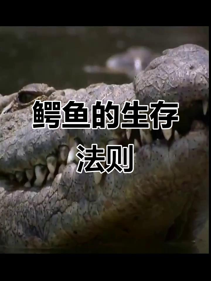 在鳄鱼王国,体型决定一切,最强者统领一切