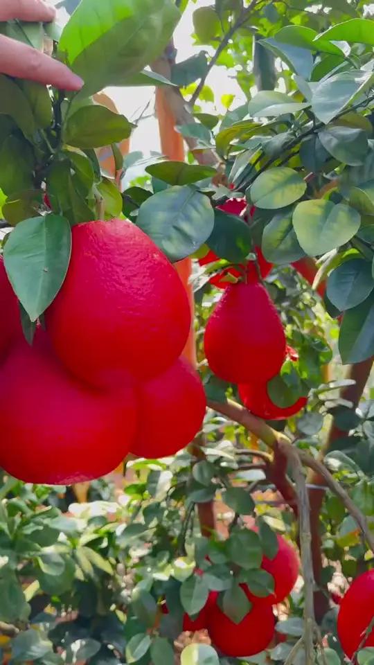 想种植柚子的看过来，泰国暹罗红柚子树，产量高，新手易种植的柚子品种