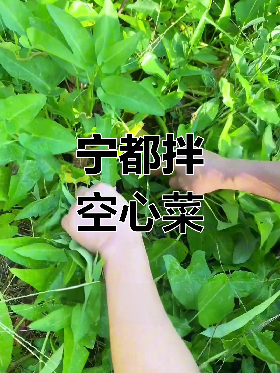 宁都拌空心菜,辣松脆嫩的家乡味