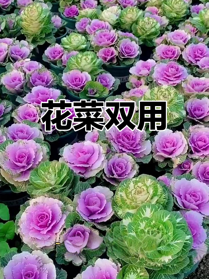 包菜羽衣甘蓝,美丽与美味兼具的双重身份