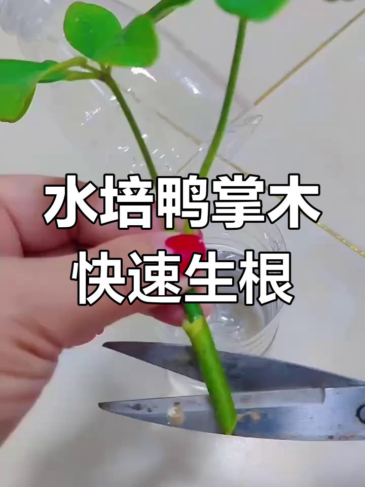 鸭掌木枝条水培生根技巧
