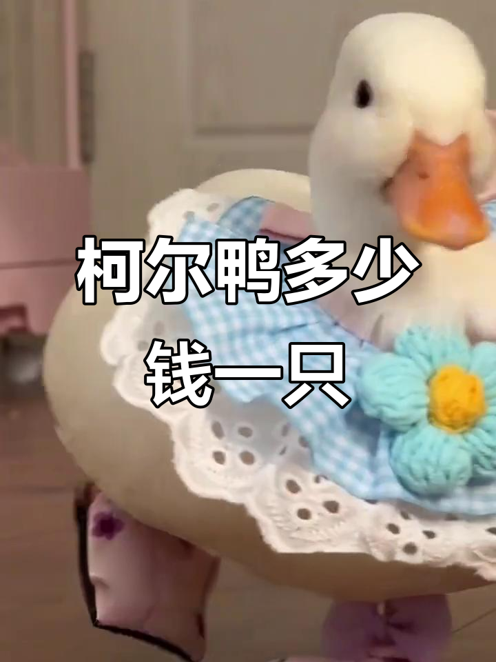 柯尔鸭价格揭秘:适合家庭饲养的萌宠,市场价约500元