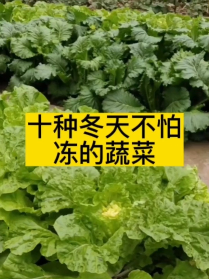 十种冬天不怕冻的蔬菜