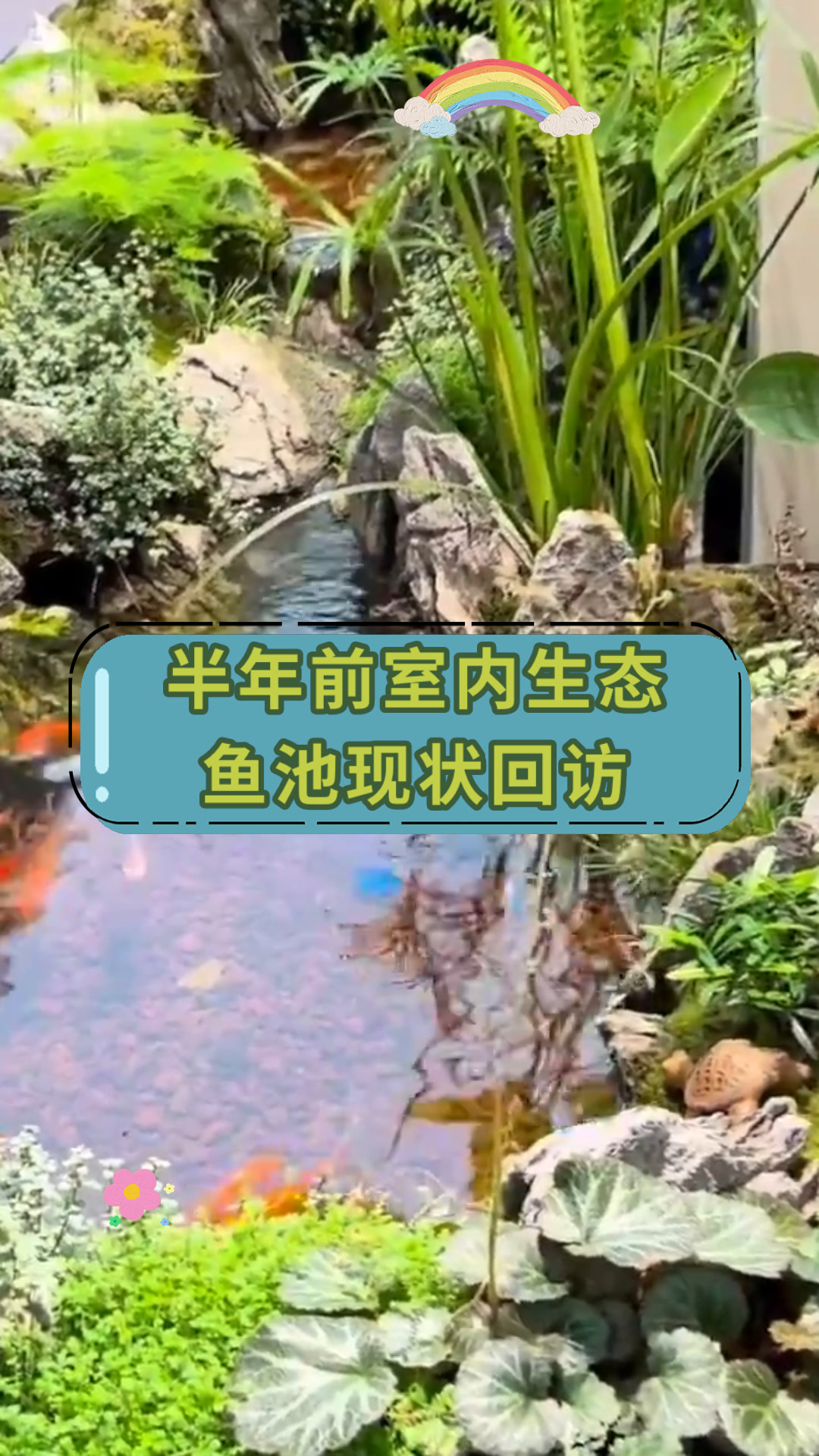 半年前室内生态鱼池现状回访
