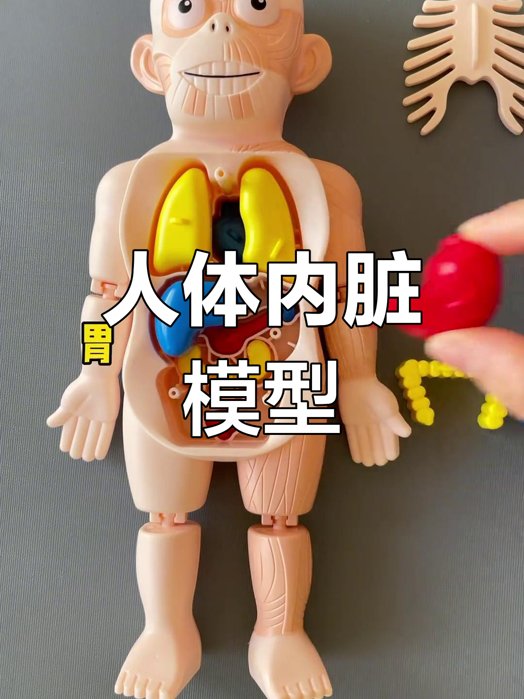 人体内部器官模型,详细展示各脏器位置与结构