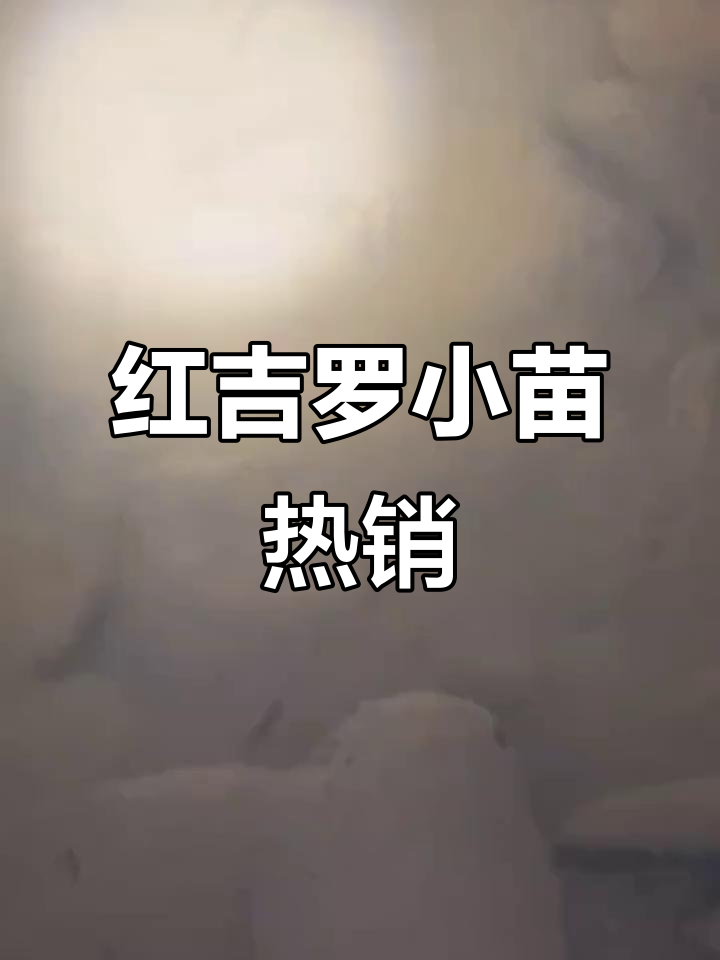 野采红吉罗小苗,品质惊人,十天内可入手!