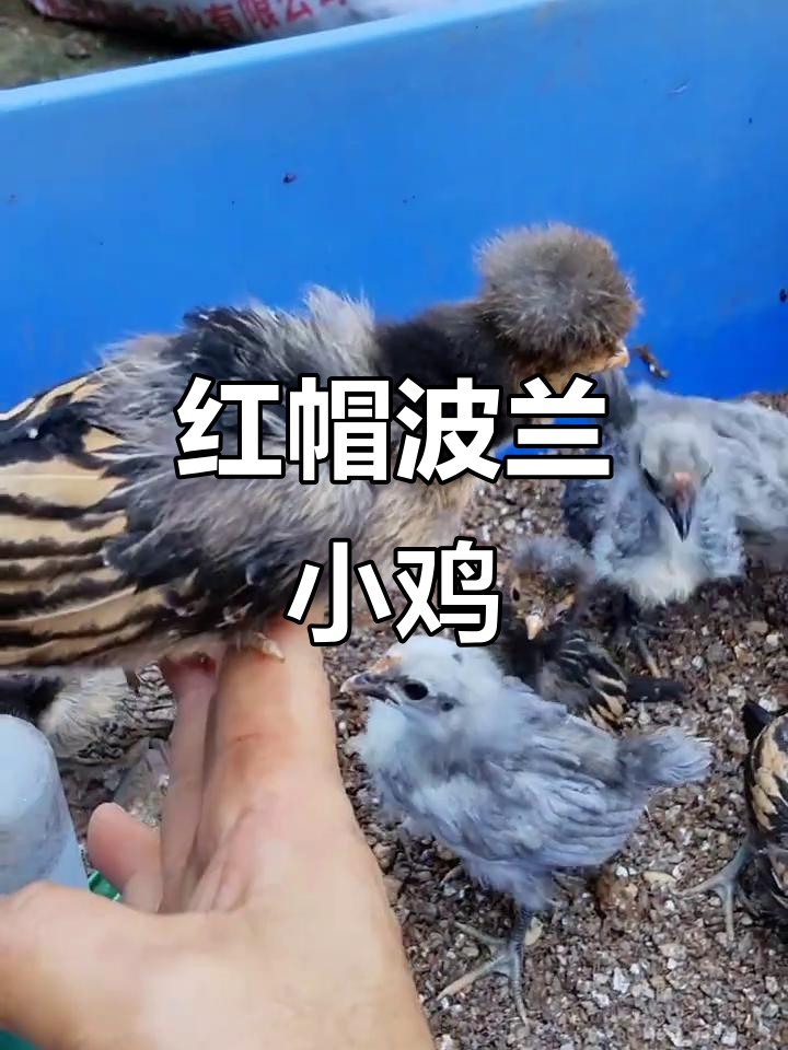 这只红波兰帽子鸡仔太萌了，简直让人无法抗拒！