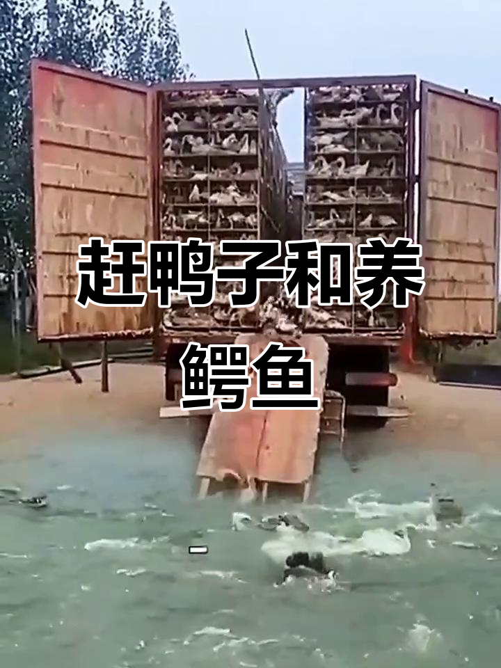 赶鸭子进鱼肚,鳄鱼的“奢侈”生活
