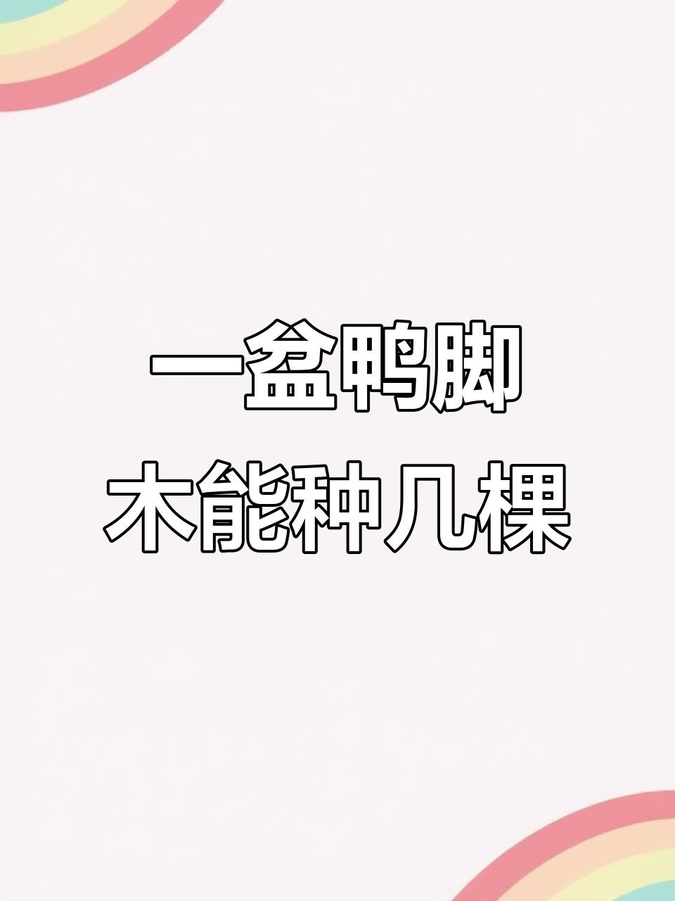 鸭掌木一盆栽几棵最合适?教你如何打顶让株形更饱满