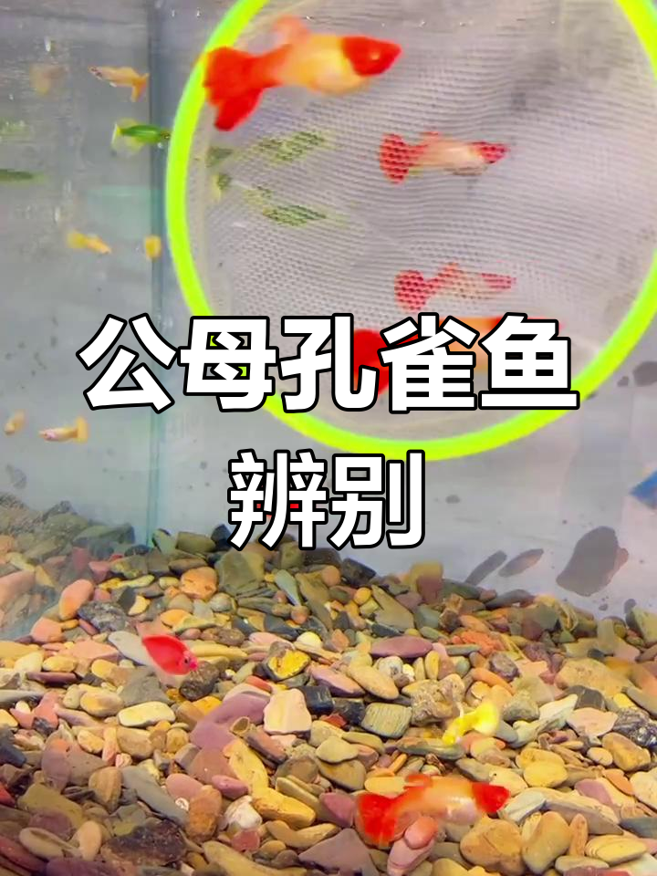 孔雀鱼公母分辨与繁殖技巧,轻松掌握!
