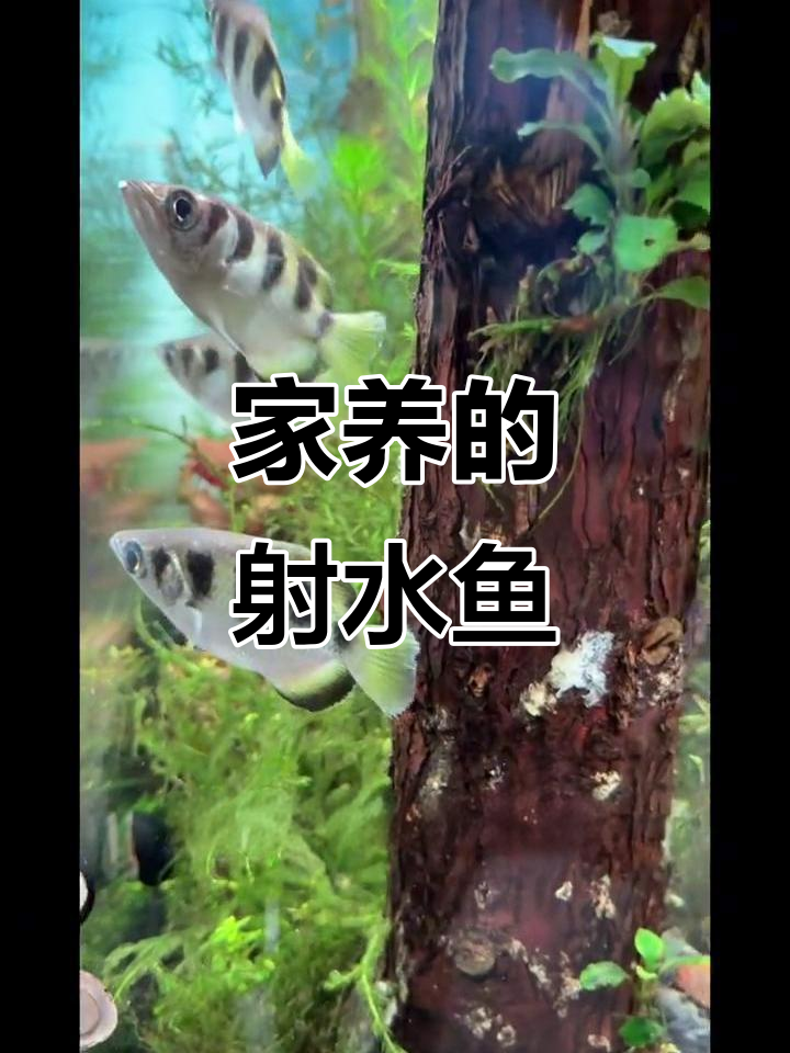 射水鱼家养实录:精准射击,萌宠也能这么有趣