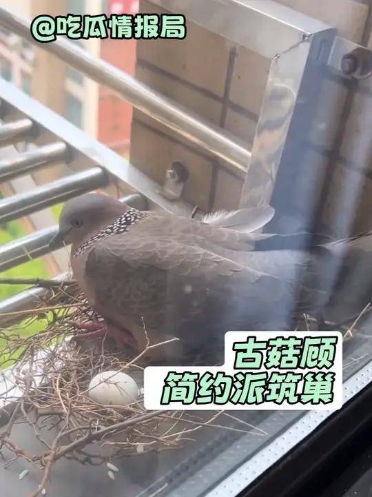 古菇顾真是能偷懒就偷懒啊 #珠颈斑鸠