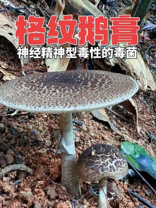 格纹鹅膏 神经精神型毒性的毒蘑菇