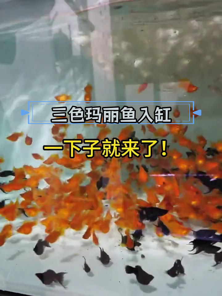 玛丽鱼繁殖快,三色入缸效果惊艳