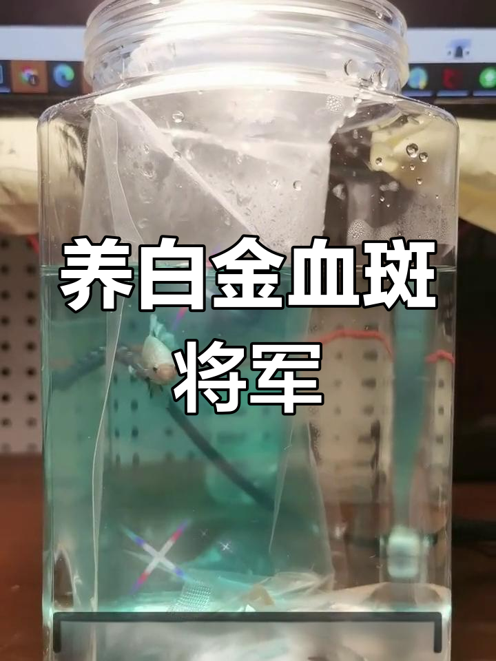 白金血斑将军鱼到货,分享养鱼心得
