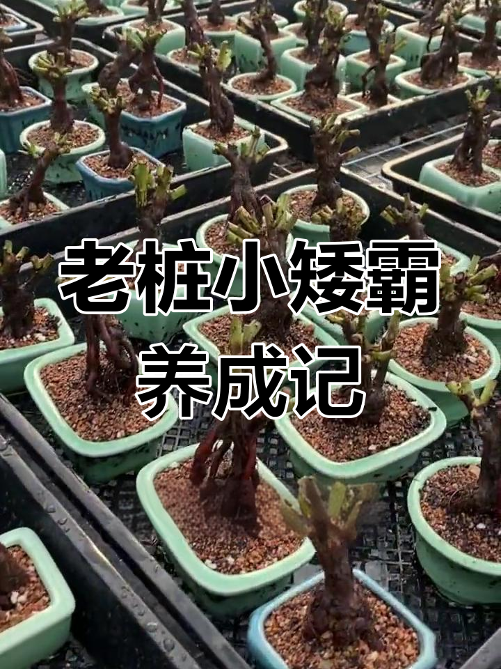 蔷薇老桩养护全攻略,轻松打造微盆景