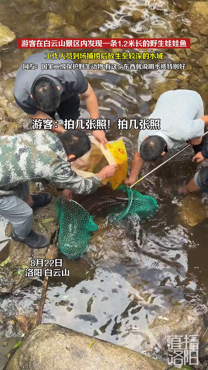 游客在景区内发现野生娃娃鱼，工作人员捕捞放生至较深的水域