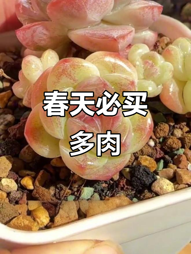 春季最值得买的多肉植物,冰玉和梦露推荐