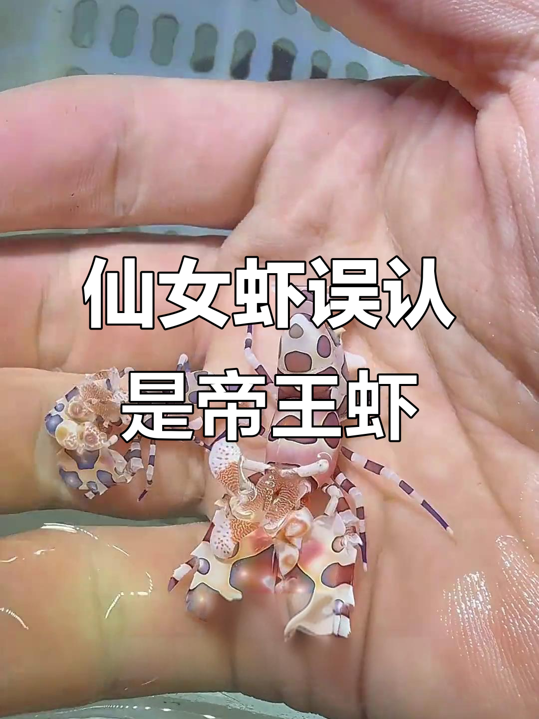 仙女虾真相大揭秘，原来它不是帝王虾！