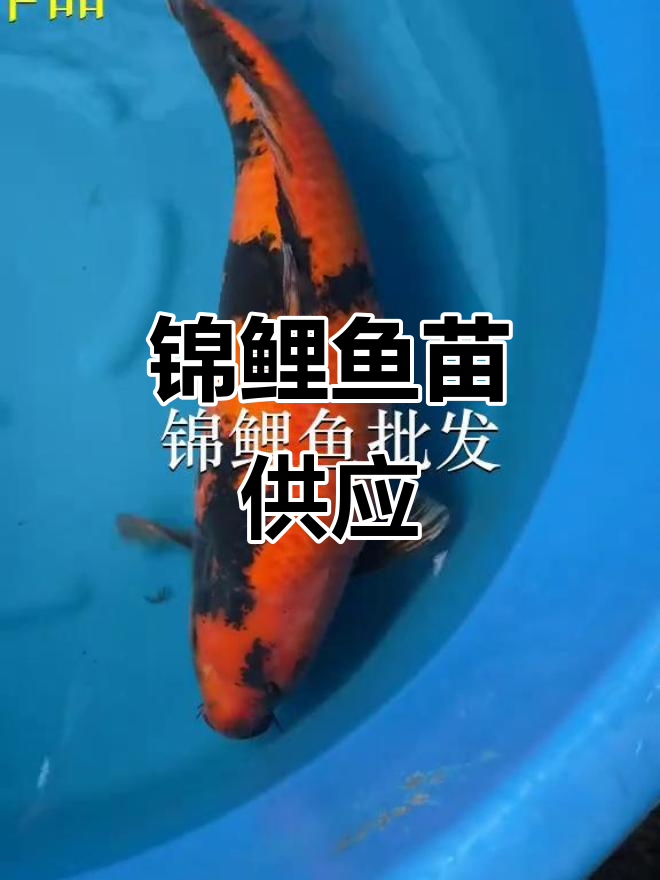 锦鲤鱼苗,梅花基地供应