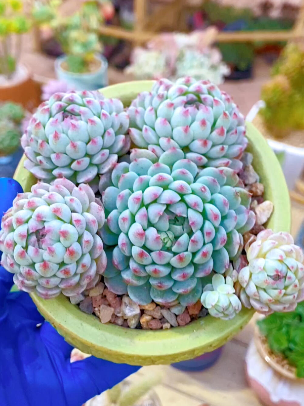 青岛李沧区多肉大棚羊脂球“日常养护”