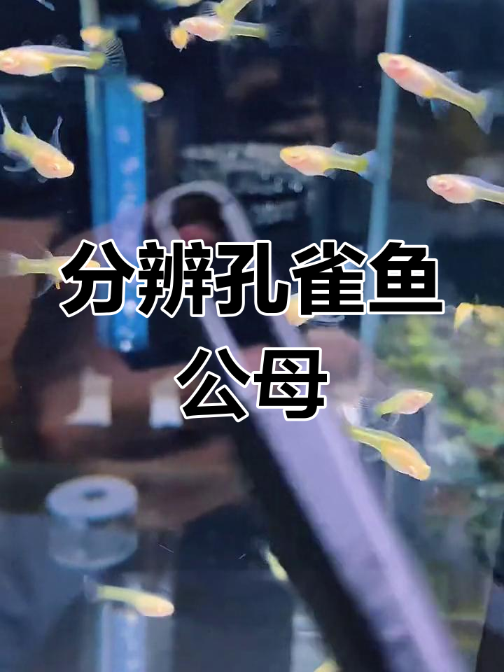 孔雀鱼公母分辨,如何避免小母鱼早孕?
