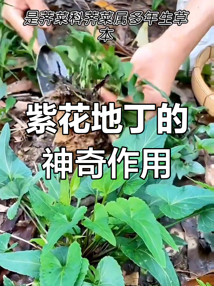 紫花地丁:乡村路边的宝藏,晒干泡茶有奇效