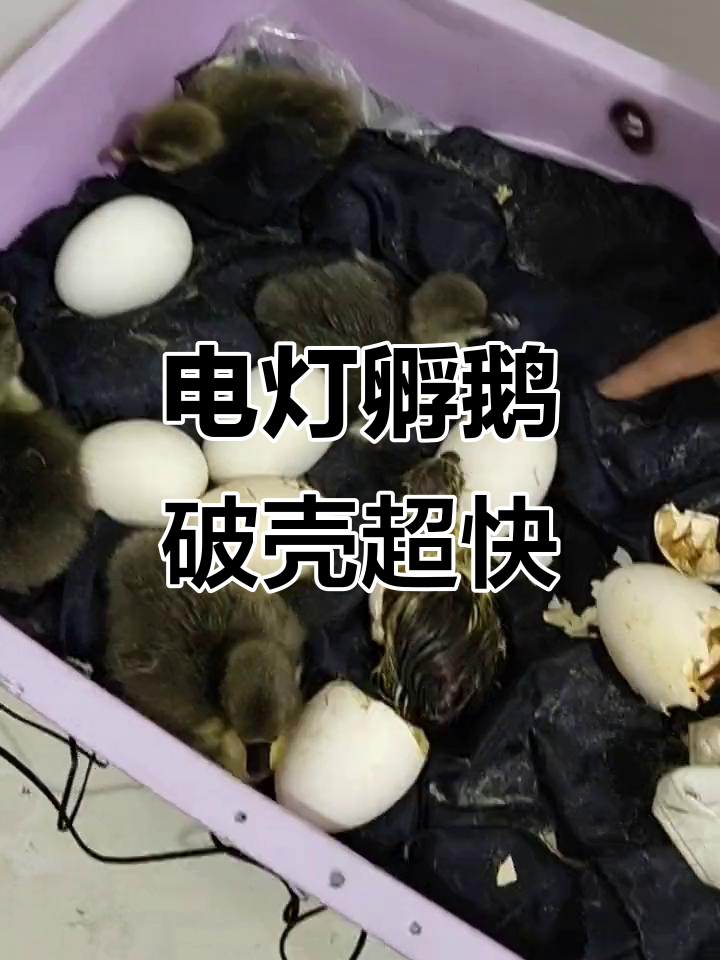 用电灯泡孵化灰雁鹅,竟然这么快就出壳了!