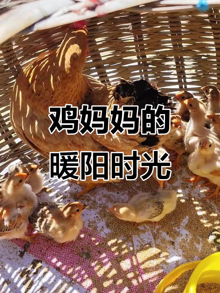 鸡妈妈带着两窝小鸡晒太阳,亲妈带娃真温馨