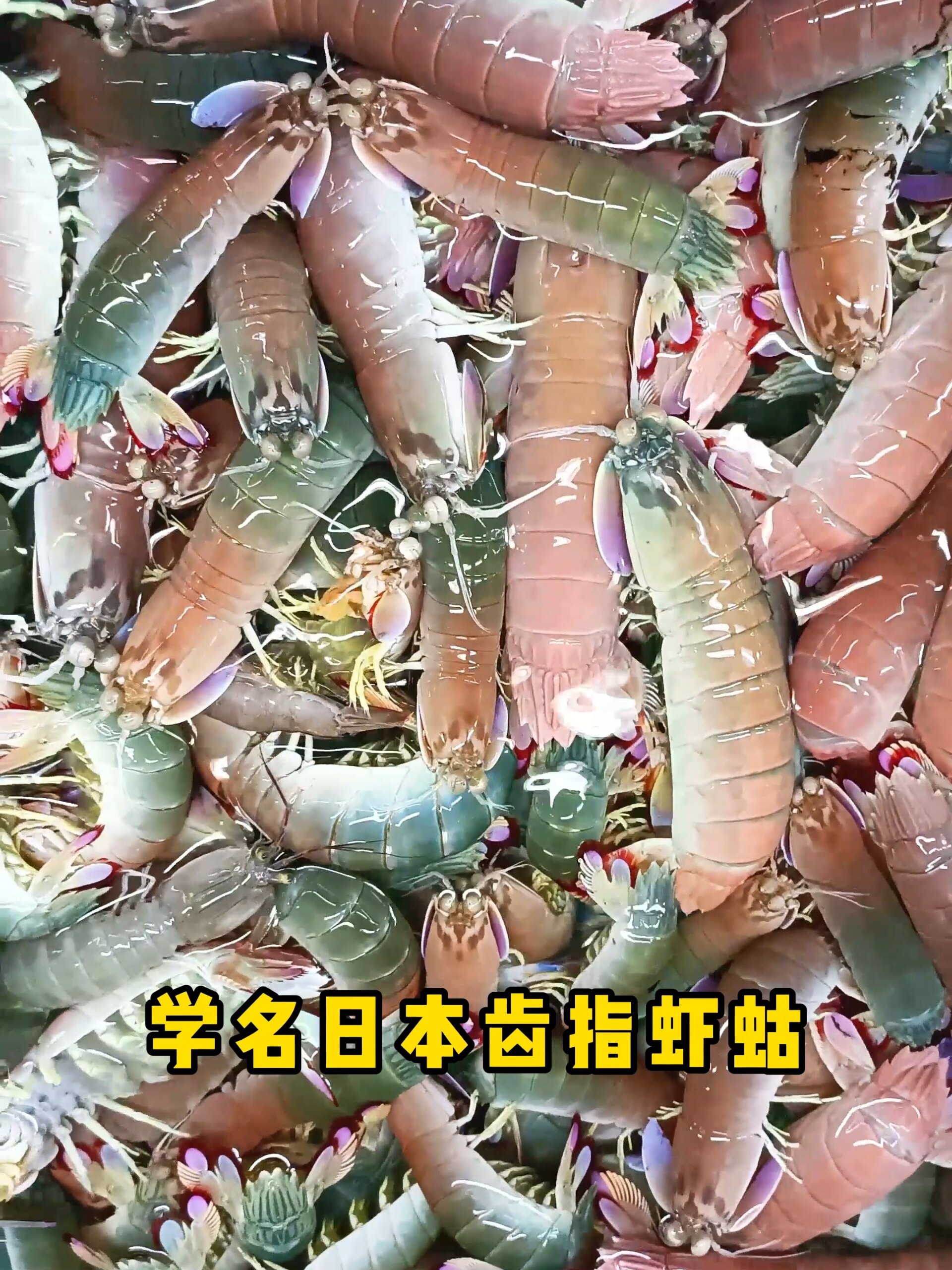 贵妃濑尿虾|海鲜收录|白藤头水产批发市场