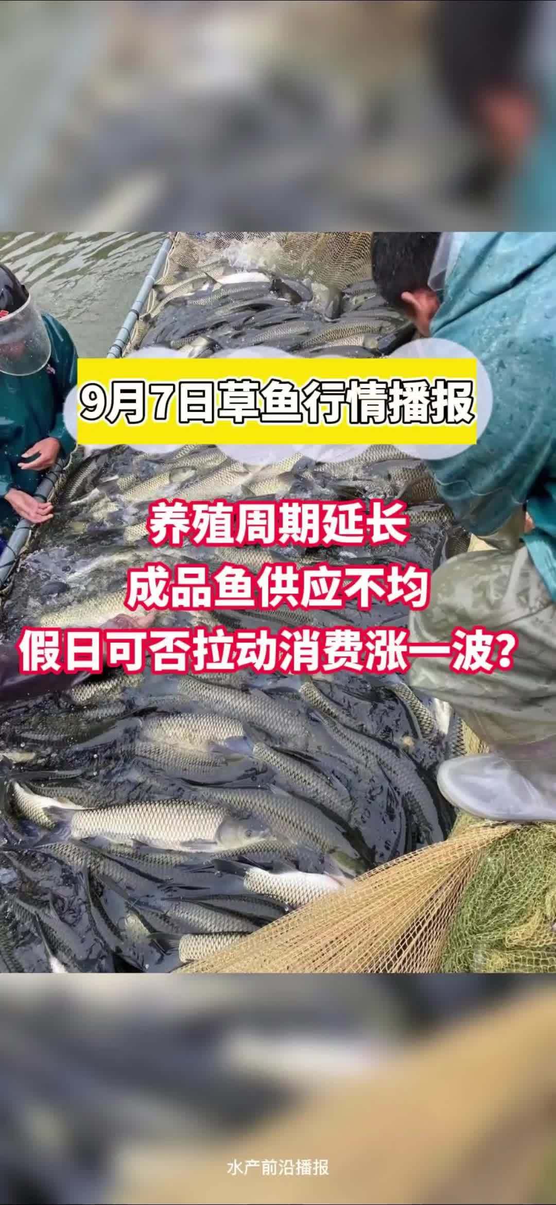 中秋猪价或破12元!养殖周期延长,成品鱼供应不均,假日可否拉动消费涨一波?水产养殖 草鱼 
