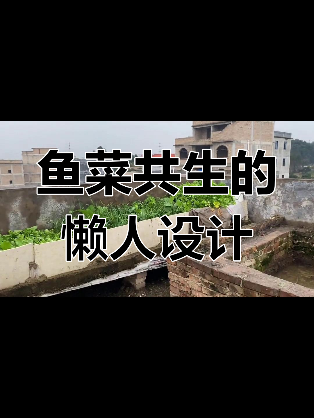 鱼菜共生懒人生态循环系统改造,轻松搞定楼顶小菜园