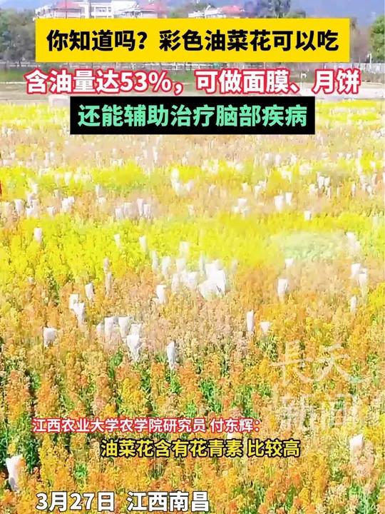 75色油菜花组团出道!来自江西农业大学的春日限定,网友:仿佛被打翻的“春日调色盘”