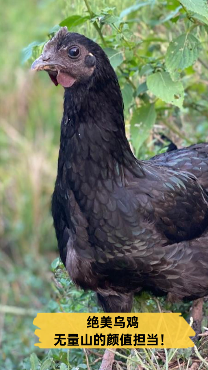 绝美乌鸡,无量山的颜值担当!