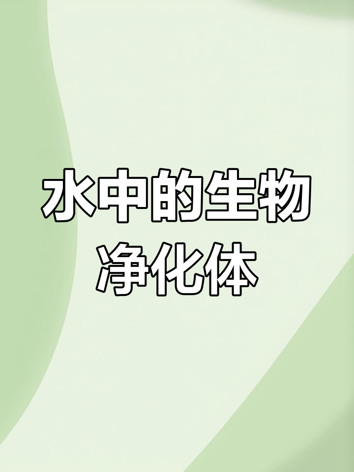金鱼藻:水生植物的独特价值