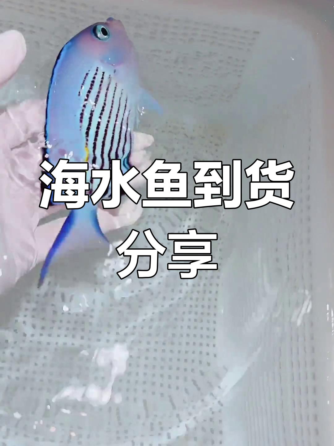 1月5日到货海水鱼大赏:马代皇后、蓝宝新娘等