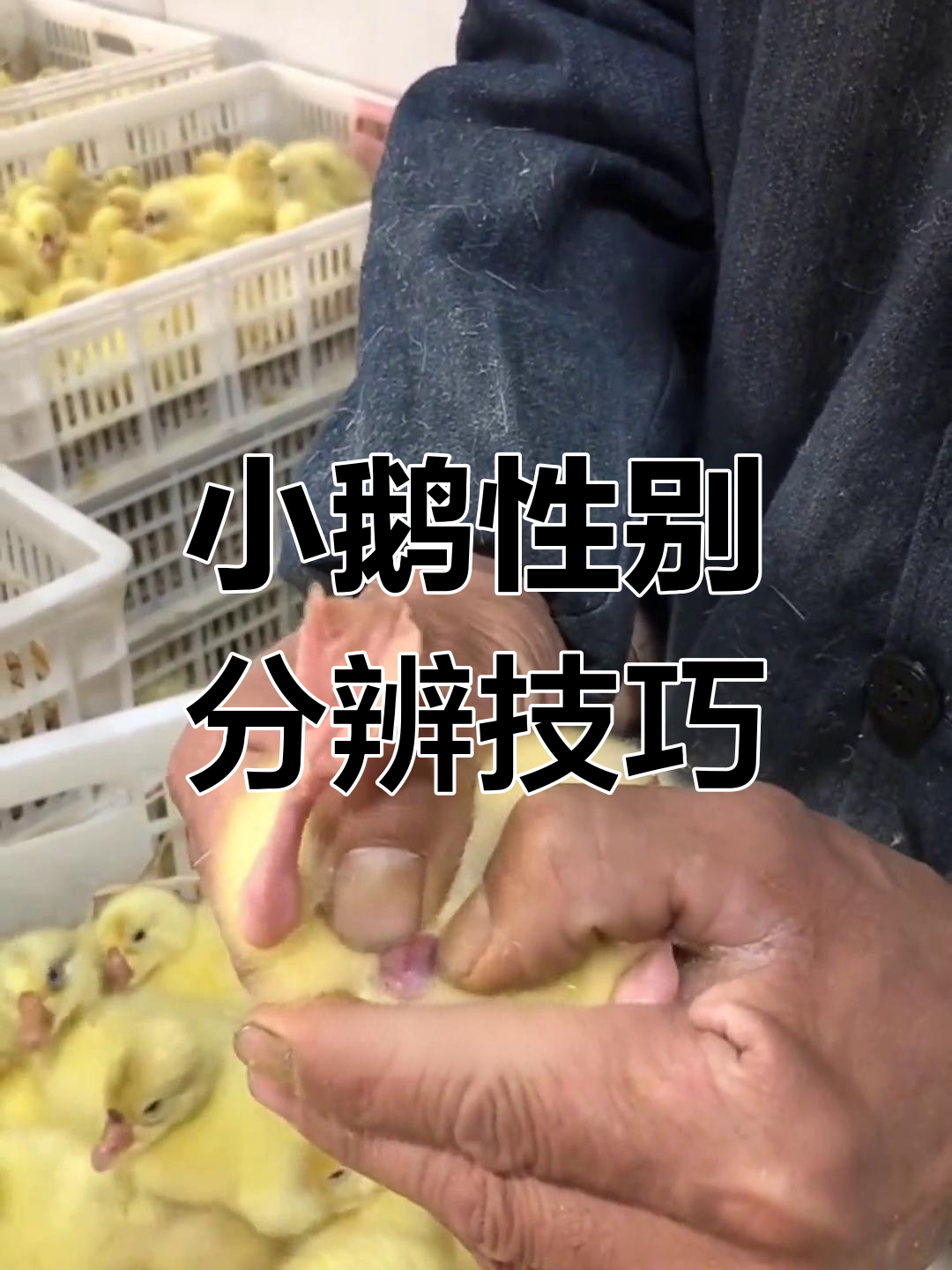 辨别小鹅公母的简便方法