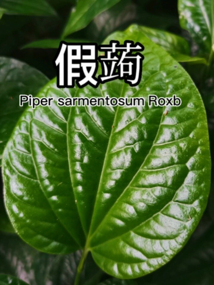 一种野生的香菜假蒟您认识吗