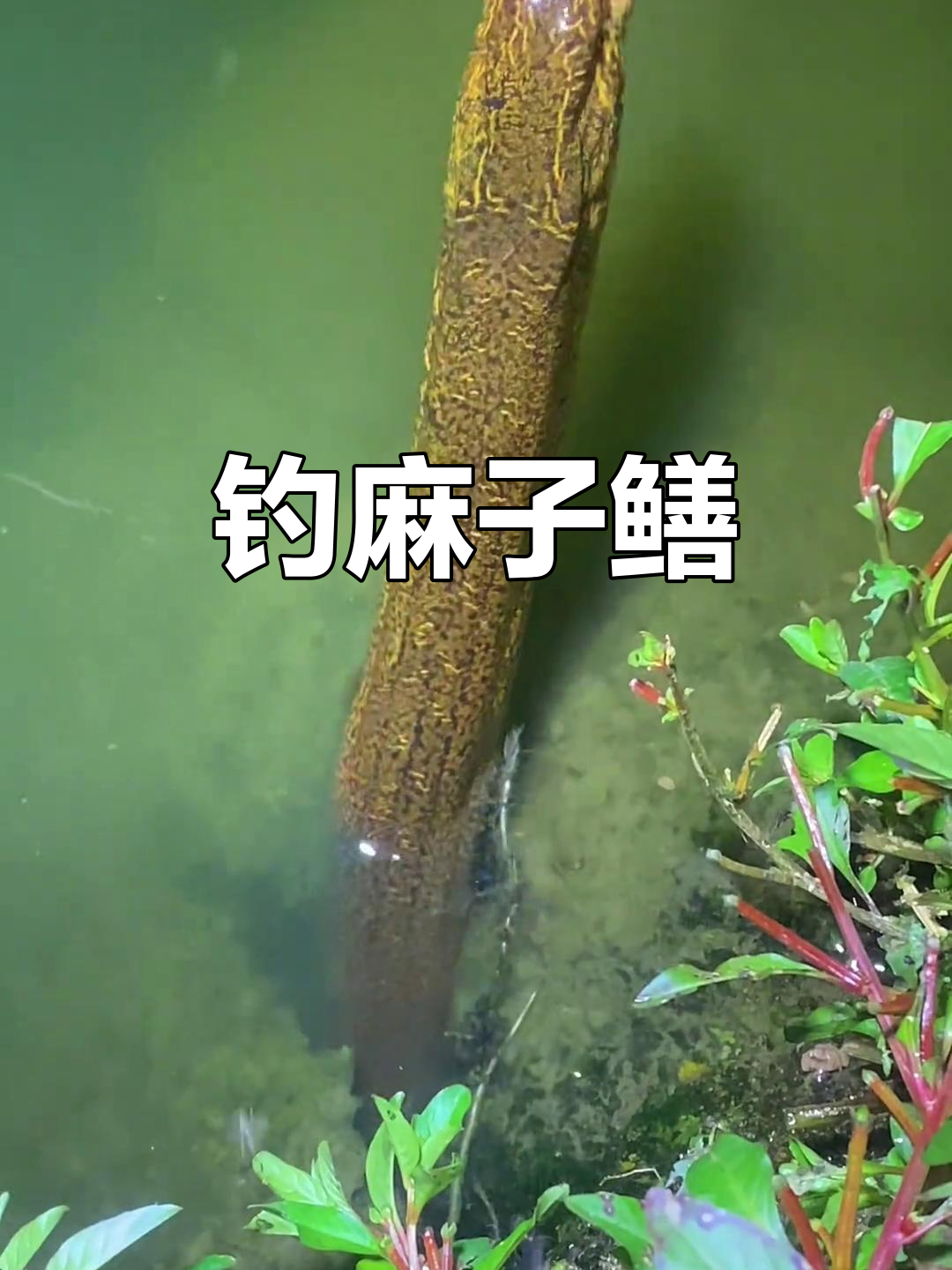 早起钓鱼,麻子鳝鱼惊现!