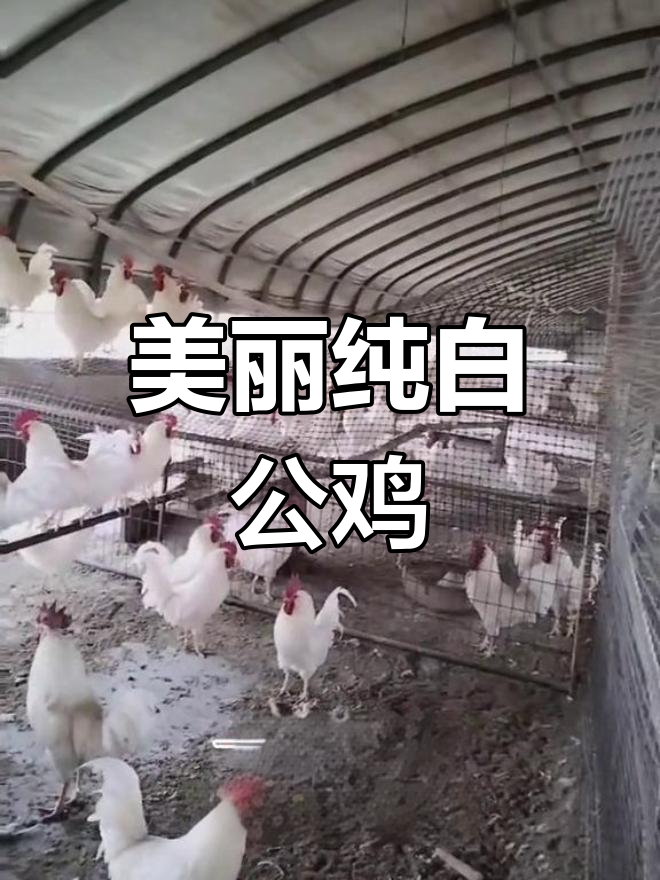 纯白公鸡,红冠亮毛,独特美丽,数量有限!