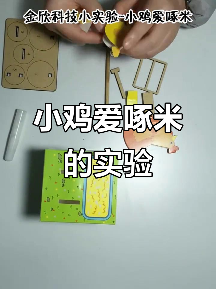 小鸡啄米实验,动手拼搭乐趣多